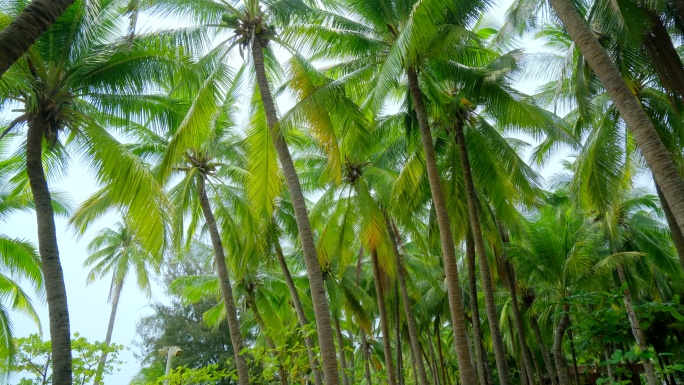 海南三亚椰梦长廊 椰树 椰子树 椰林