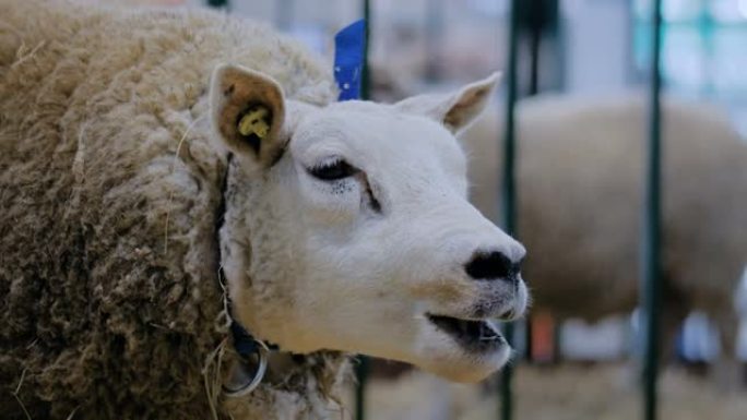 特塞尔羊在动物展览、贸易展上吃干草-特写