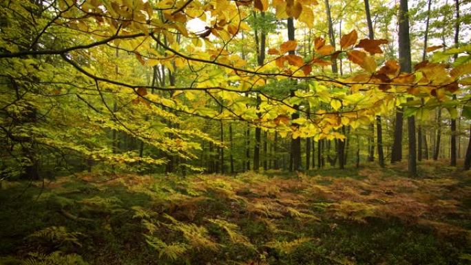 秋天的森林秋天到了枫叶黄叶枯叶叶子黄落叶