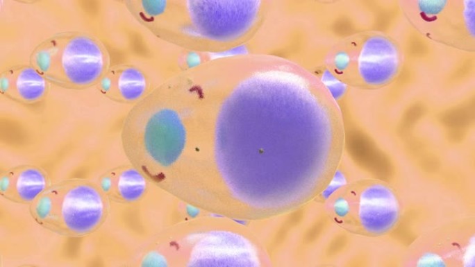 由于大量脂肪分子而增加的脂肪细胞的3D动画。从科学的角度来看，肥胖或脂肪团的问题。