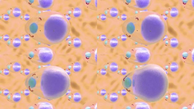 由于大量脂肪分子而增加的脂肪细胞的3D动画。从科学的角度来看，肥胖或脂肪团的问题。