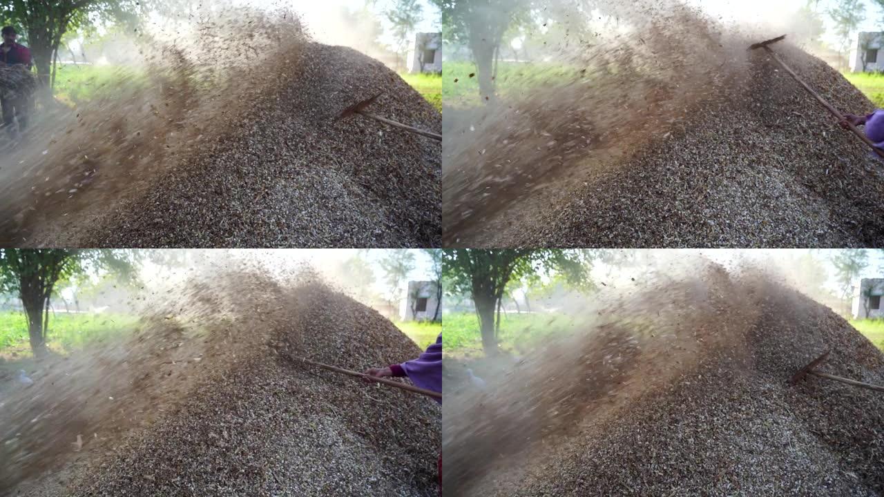 谷壳或动物喂养的慢动作捕捉镜头。农业领域中的小米或高粱植物干饲料堆视图。