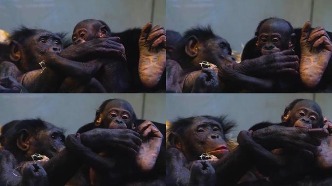 倭黑猩猩母亲和婴儿的特写