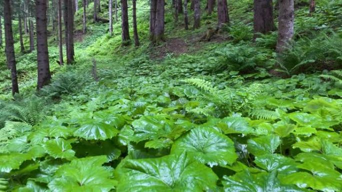 穿过森林原始森林松树林草丛山林山野