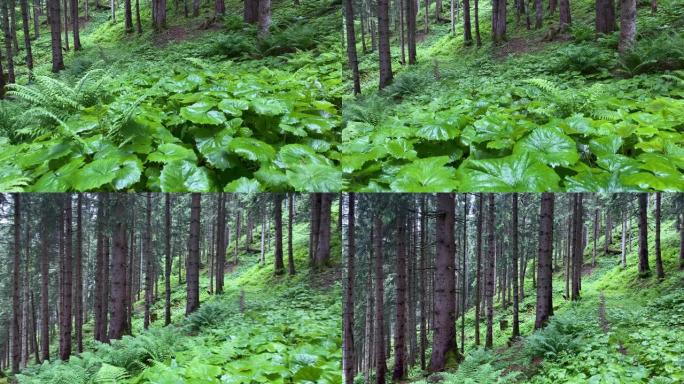 穿过森林原始森林松树林草丛山林山野