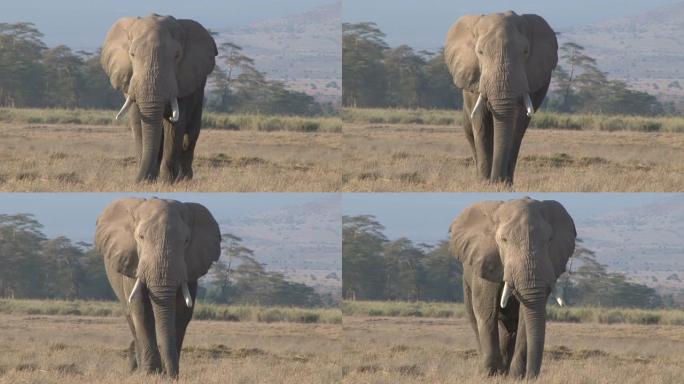 一头大象公牛直奔摄像机