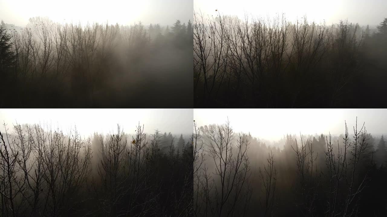 大雾天气和树木，晨雾，阴沉天气，阴沉天气和树木，空中雾视图，空中雾视频，空中阴暗，滑过拱形树木