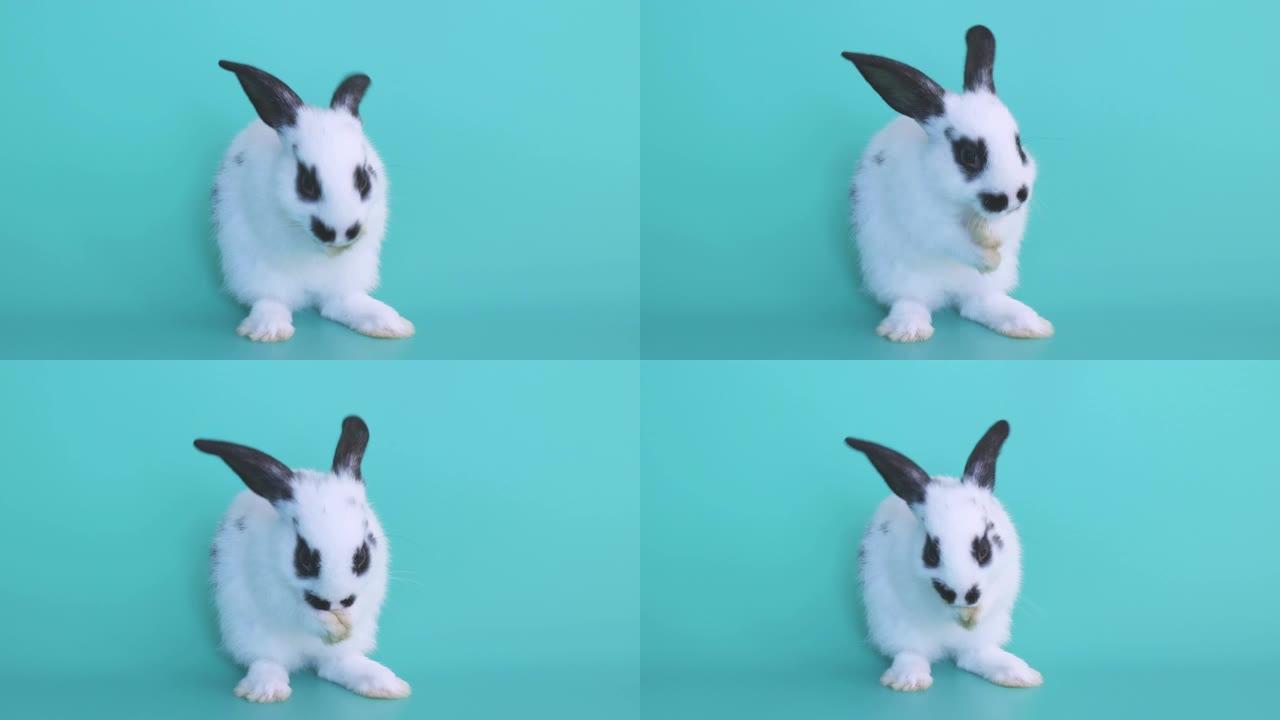 黑点小白兔站在绿底清理脸耳毛