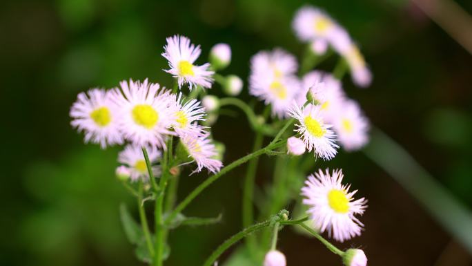 一年蓬小白花