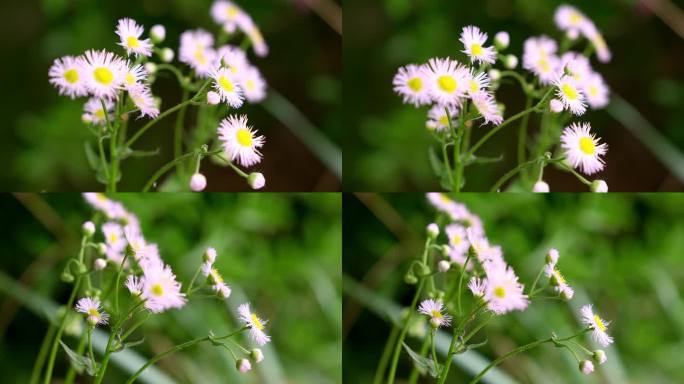 一年蓬小白花