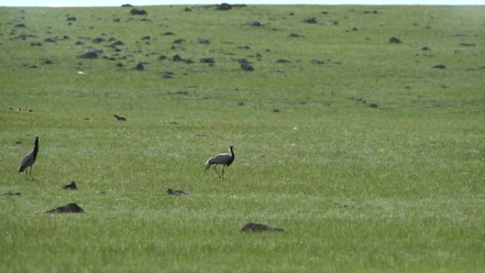 在天然草甸栖息地行走的真正野生鹤鸟