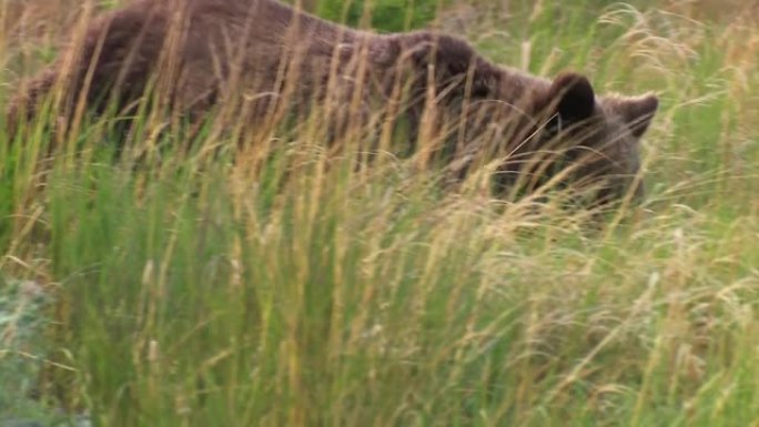 棕熊或普通熊 (Lat. Ursus arctos) 是熊科的掠食性哺乳动物; 最大的陆地掠食者之一