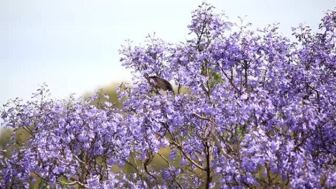蓝花树中的红色瓦特鸟