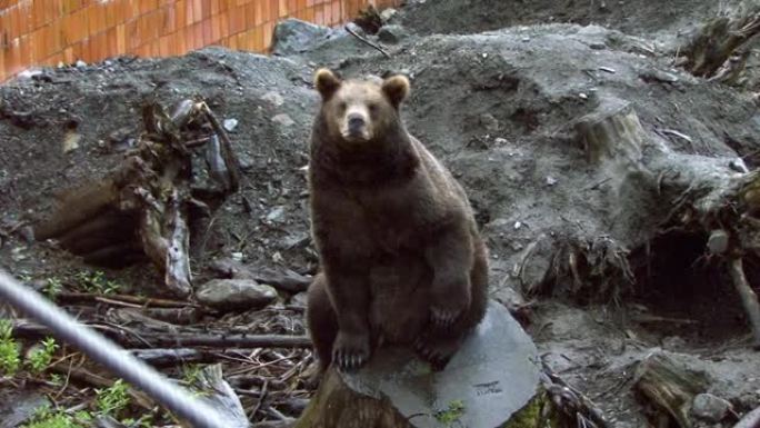 游客把一块肉扔给一只坐在砍下的树干上的黑熊。