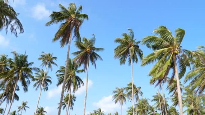 沿着海滩的蓝天椰子树
