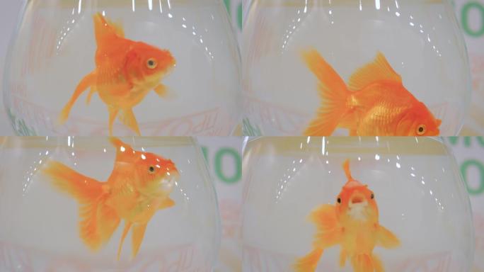 金鱼在碗里游泳