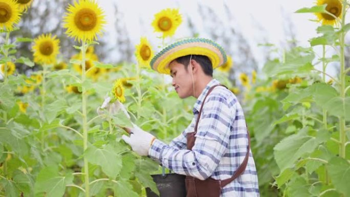 农学家检查在农田里生长的向日葵植物。农业生产概念。农民在夏季检查田间的向日葵植物