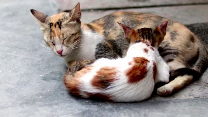 小猫从母猫身上吸奶