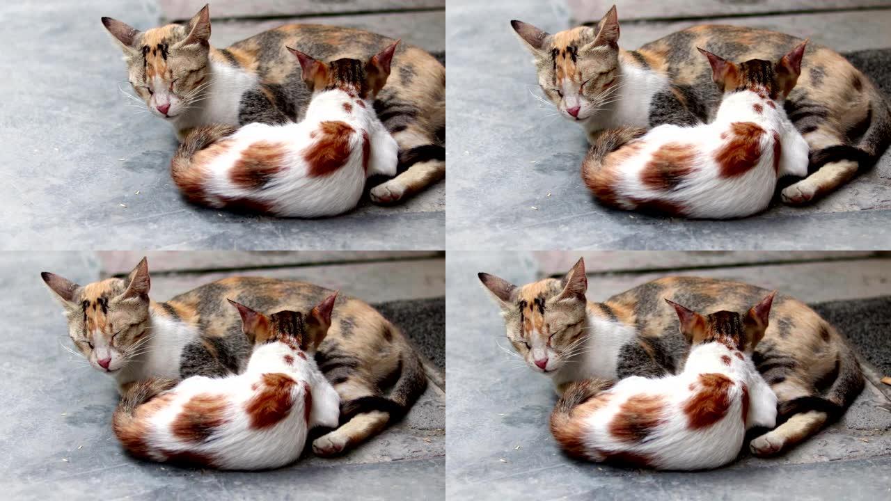 小猫从母猫身上吸奶