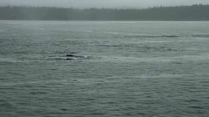 在阿拉斯加的水面游泳时，一大群座头鲸冲破海洋，从它们的气孔里吐出水。