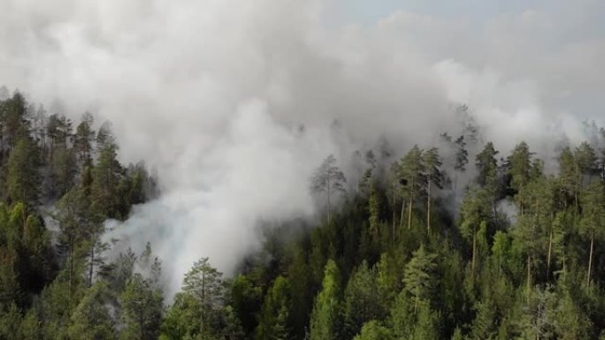 森林里有火，烧着树和草。俄罗斯的自然大火