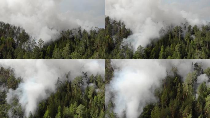 森林里有火，烧着树和草。俄罗斯的自然大火