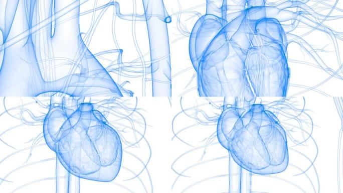 人体循环系统心脏跳动解剖动画概念