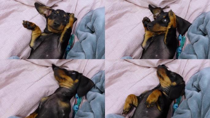 可爱的顽皮腊肠犬小狗躺在床上，玩具在床上鬼混，有趣的用爪子抓耳朵，俯视图。宠物懒散的一天在家里