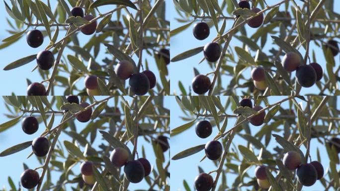橄榄树上的成熟橄榄