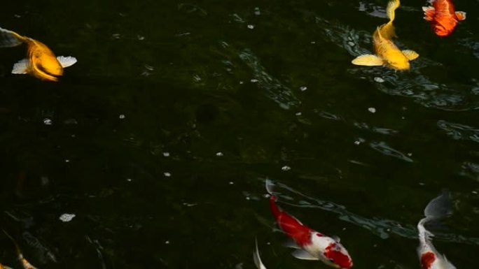 湖中五颜六色的锦鲤鱼，带有树影的倒影。一群各种色彩鲜艳的大型锦鲤，kohaku或日本锦鲤Kohaku