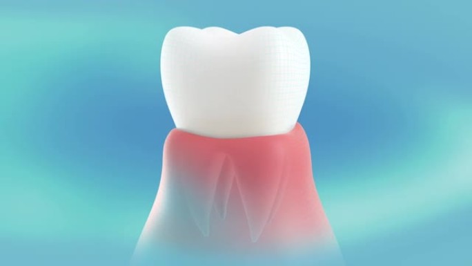 牙龈中健康、治愈的牙齿的概念呈现。360度旋转和停止是循环的。