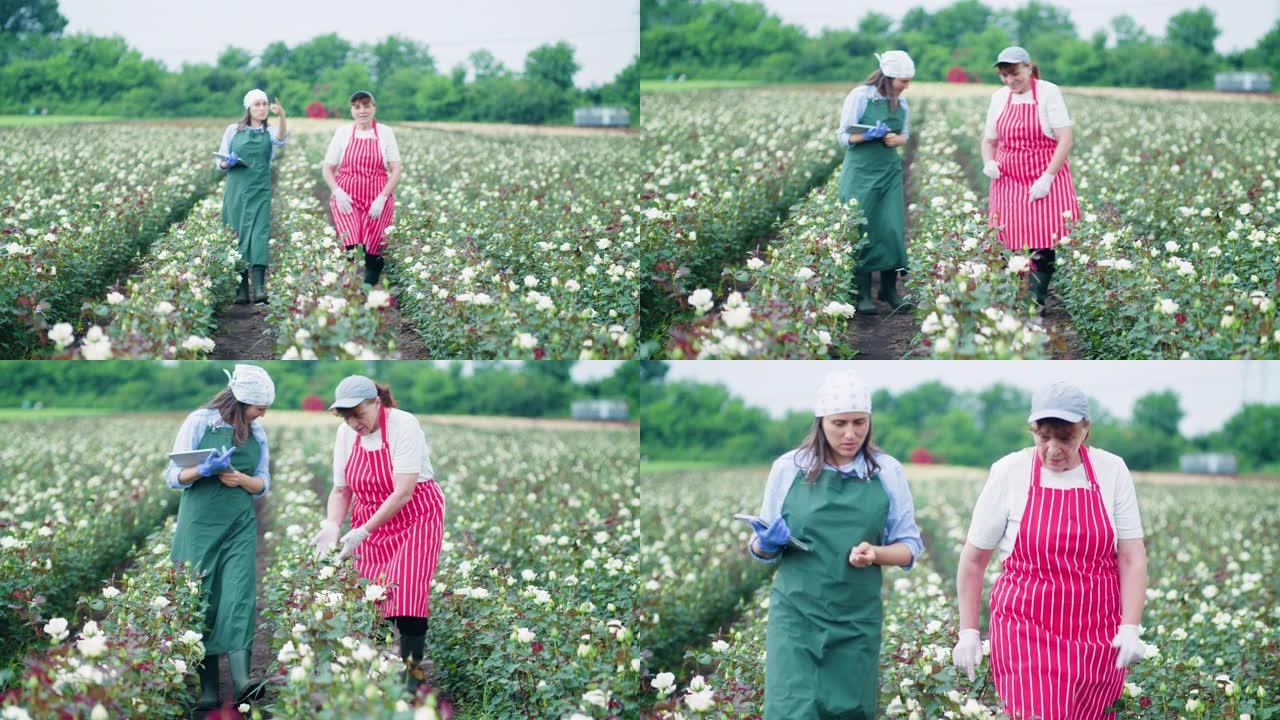 农民的家庭正在检查玫瑰种植园中的新幼苗。农业职业。家族企业。