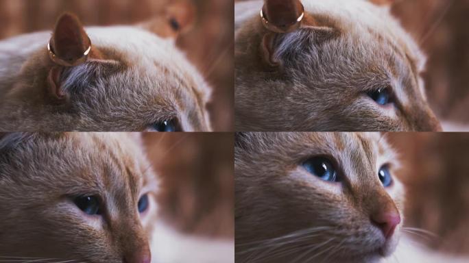 蓝眼睛猫，耳朵上有金色结婚戒指