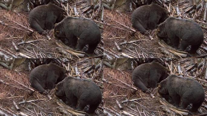 两只黑熊在雨中吃饭。