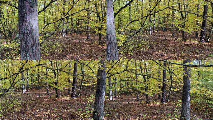 森林之秋原始森林秋天的森林树叶黄了