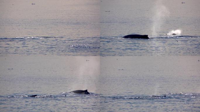 几头鲸鱼喷出水后潜入海洋。它们的尾巴被抬高到水面，然后拍打水。
