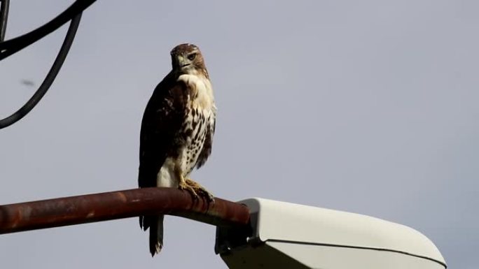 红尾鹰城市掠食性鸟栖息在路灯柱上