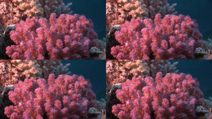 红海中干净清澈的蓝色海水中的红色珊瑚。
