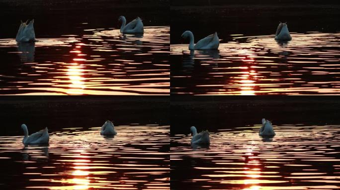 两只鸭子潜入水中