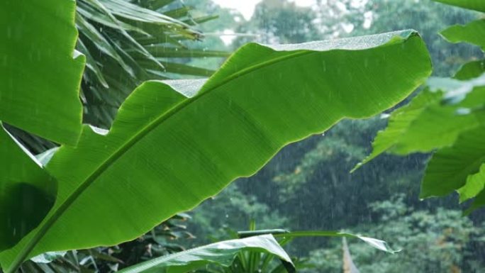 雨季雨水落在绿色香蕉叶上