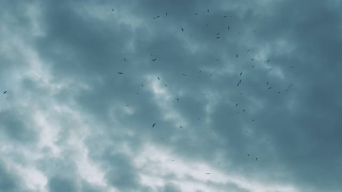 海鸥在天空中飞翔，一群海鸟在海平面以上，许多海鸥在阴天飞翔，雨云和海鸥