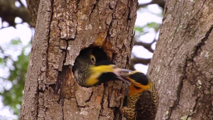 啄木鸟在树洞的巢中喂了两只小鸡中的一只，另一只看上去很失望。坎波闪烁的鸟。