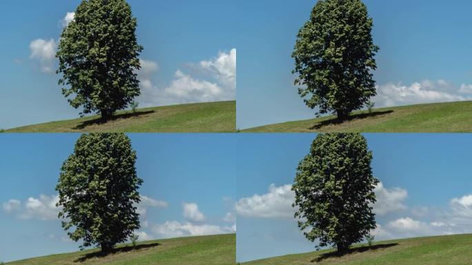 树和云。timelapse 4k视频云中的树和云漂浮在天空中。塞尔维亚Miroc山斜坡上的一棵孤树。