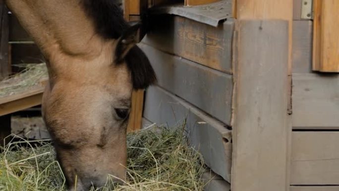 浅棕色马在农场吃干草的肖像-慢动作，特写