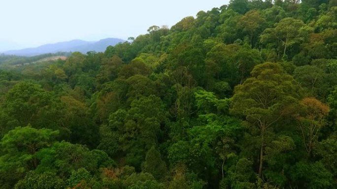 在山脊上拍摄泰国原始雨林的无人机