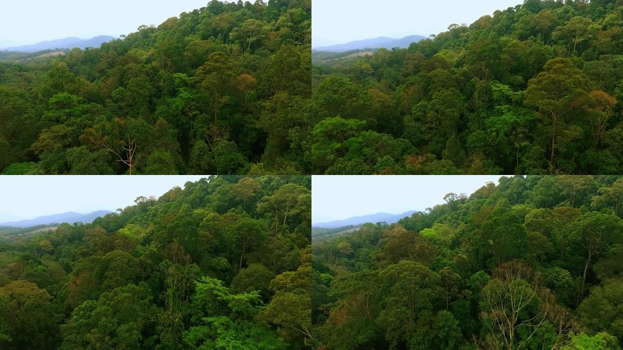 在山脊上拍摄泰国原始雨林的无人机