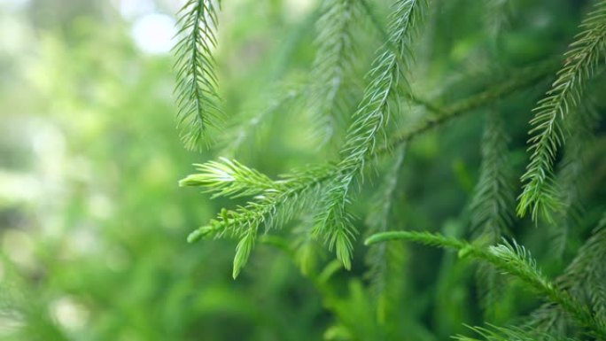 带有阳光和耀斑的特写松树