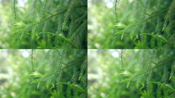 带有阳光和耀斑的特写松树