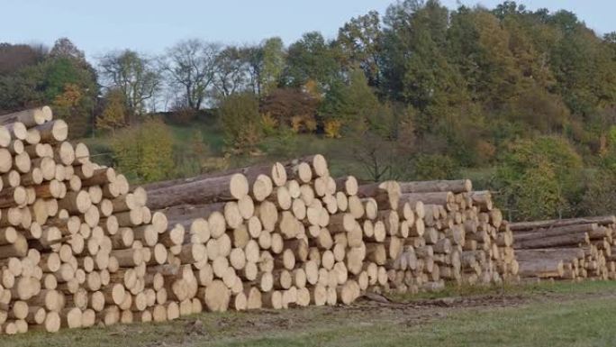 一堆木头。一堆巨大的原木的视图。
