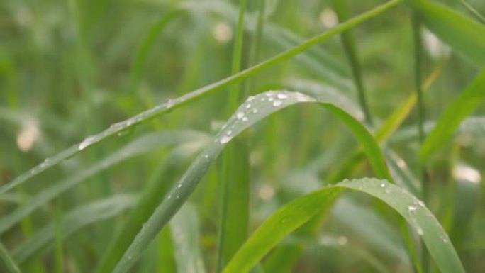 绿色植物叶片上的季风降雨。淋雨了。草叶上的水露水滴。美丽的雨季，自然背景设计视频素材。雨天雷声音频可